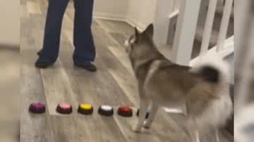 Reprodução/ Vídeo