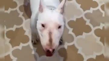 Reprodução/ Vídeo