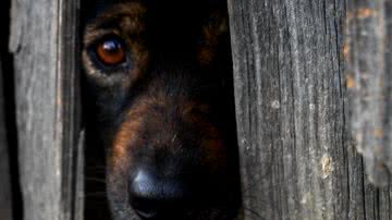 Vedran Dolezal por Pixabay