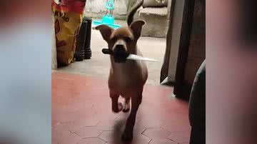 Reprodução/TikTok @wandinha.caramelo