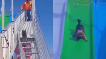 Reprodução/Instagram @top.petmania