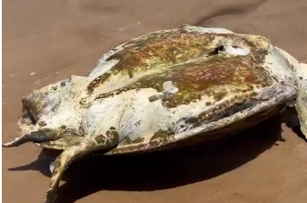 Imagem Tartaruga é encontrada morta em praia baiana; veja o vídeo