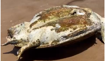 Imagem Tartaruga é encontrada morta em praia baiana; veja o vídeo
