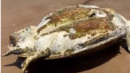 Imagem Tartaruga é encontrada morta em praia baiana; veja o vídeo