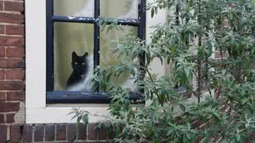 Eveline de Bruin por Pixabay