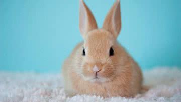 Mitzi Mandel por Pixabay