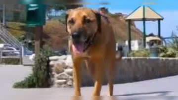 Reprodução/ Vídeo