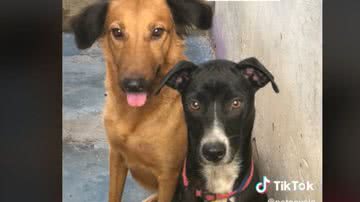 Reprodução / Tik Tok