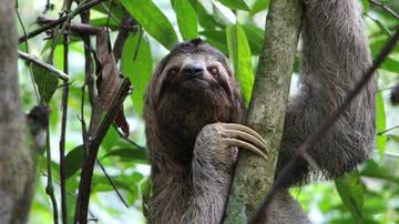 Michael Mosimann por Pixabay