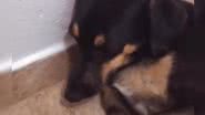 reprodução/vídeo