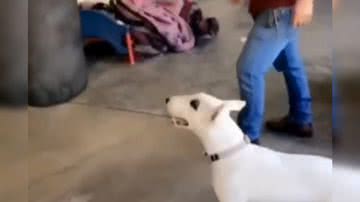 Reprodução/ Vídeo