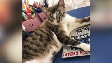 Reprodução/TikTok @thais.nino