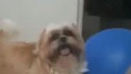 Reprodução/ Vídeo