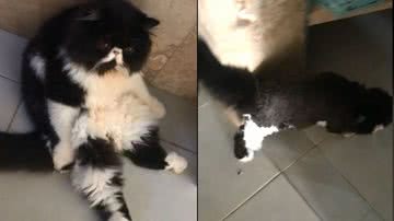 Reprodução / Tik Tok