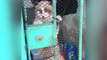 Reprodução/TikTok @gleiciacoutinho