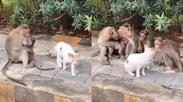 Reprodução/Instagram @kittyandloveers