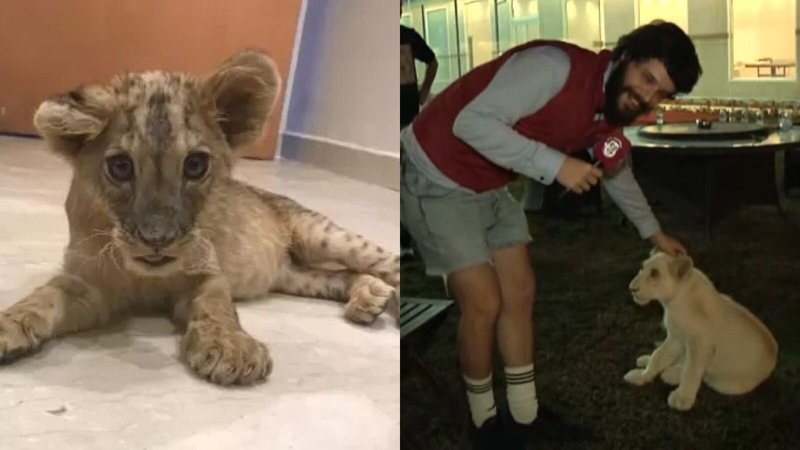 Inglês brinca com filhote de leão após xeque o convidar para palácio no  Qatar; veja