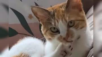 Reprodução/ Vídeo