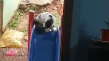 Reprodução/ Vídeo