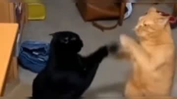 Reprodução/ Vídeo