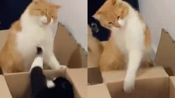 Reprodução/TikTok @thecatdavi