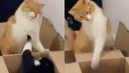 Reprodução/TikTok @thecatdavi