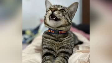 Reprodução/TikTok @mariadferreiraa