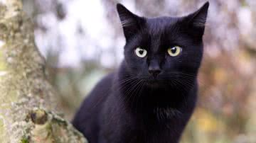 Lukas Baumert por Pixabay