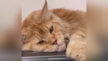 Reprodução/TikTok @themainecoons