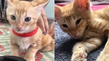 Reprodução/TikTok @luizinacioogatoo