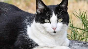 Christel SAGNIEZ por Pixabay