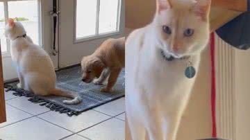 Reprodução/TikTok @obi_the_wild_wan