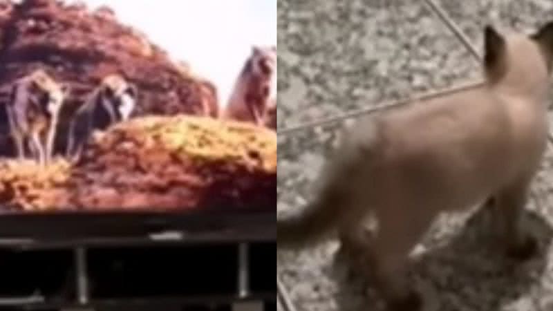 Reprodução/ Vídeo
