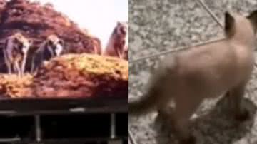 Reprodução/ Vídeo