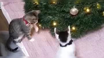 Reprodução/ Vídeo