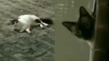 Reprodução/ Vídeo