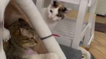 Reprodução/ Vídeo