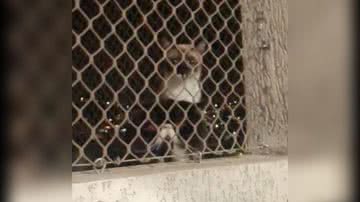 Reprodução/TikTok @gesicapereira1995