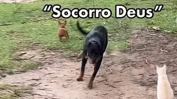 Reprodução// Vídeo