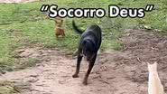 Reprodução// Vídeo