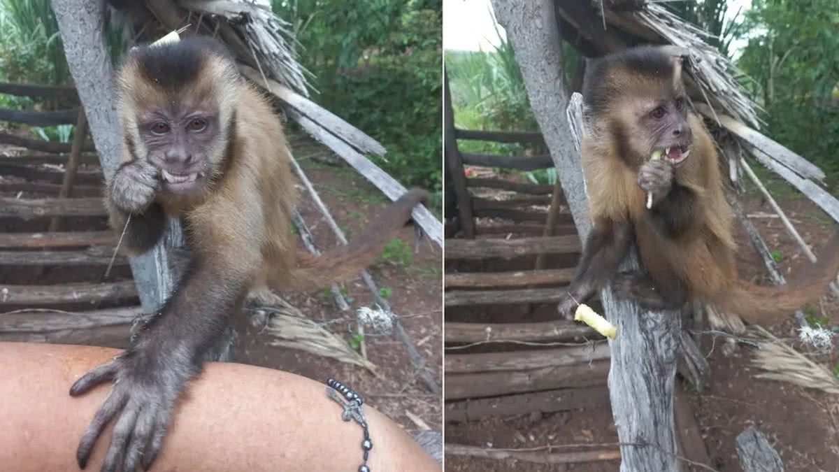 Réu primata! Macaco amolador de facas nos lembra de que símios são