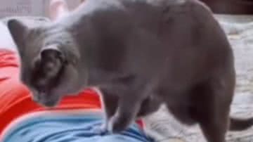 Reprodução/ Vídeo