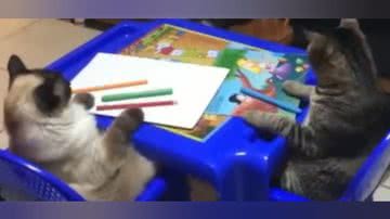 Reprodução/ Vídeo