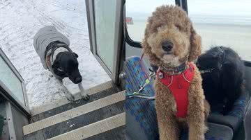 Reprodução/TikTok @mo_mountain_mutts