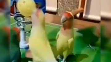 Reprodução/ Vídeo