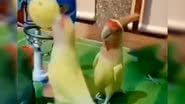Reprodução/ Vídeo
