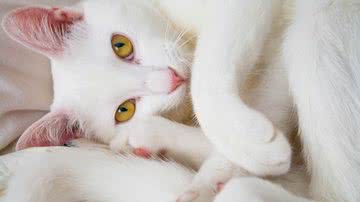 Jessica Jess por Pixabay