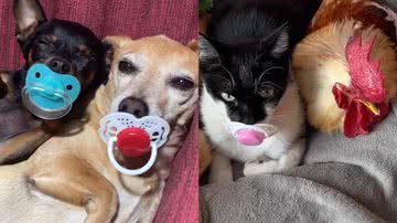 Reprodução/Instagram @borajack.oficial