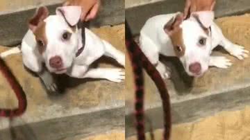 Reprodução/TikTok @pittbul_does