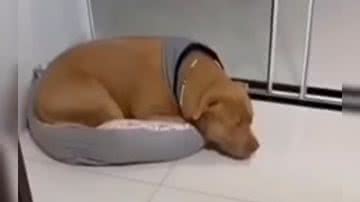 Reprodução/ Vídeo